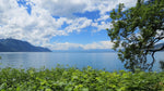 Lake geneva badi pictured from behind green bush with tree on left of photo and blue sky reflected in the lake